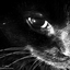 CatBlack