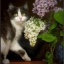 isya