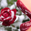   Anna_Rosa