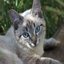   Raiu