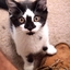   CatGost