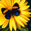   Golden_Daisy