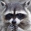   RockyRaccoon