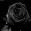  RockRose