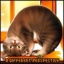   CooperBlack