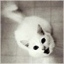   eiry
